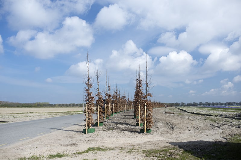 Dutch landscapes Almere Nobelhorst Nina Vossen 17